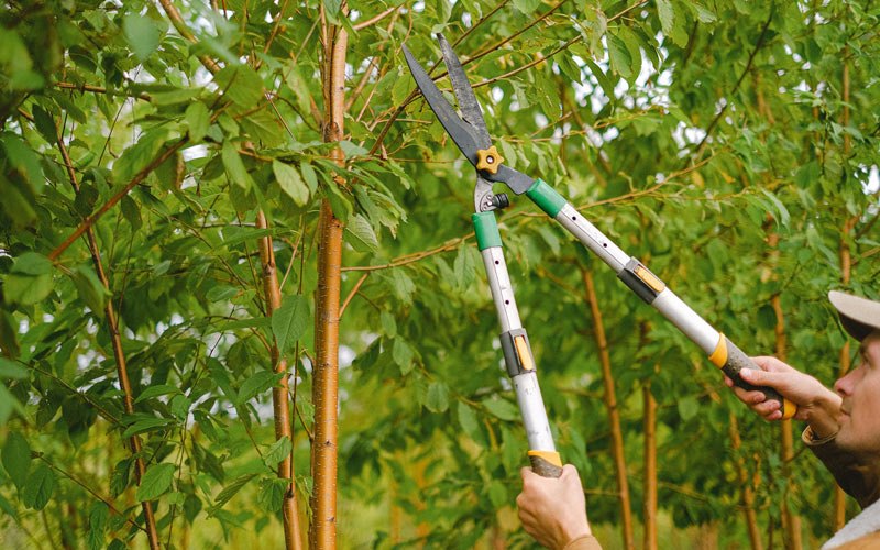 Tree trimming in Delta, IA